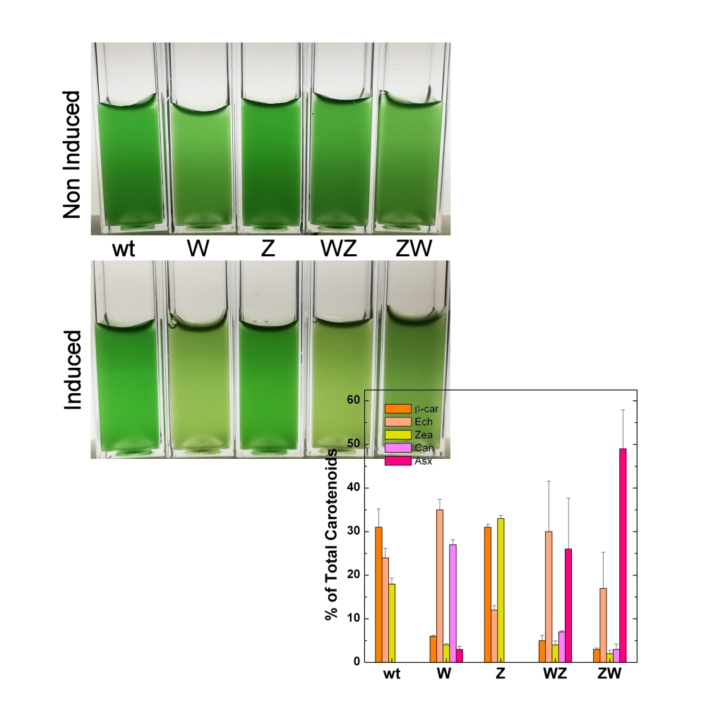 Inducible Carotenoid Production