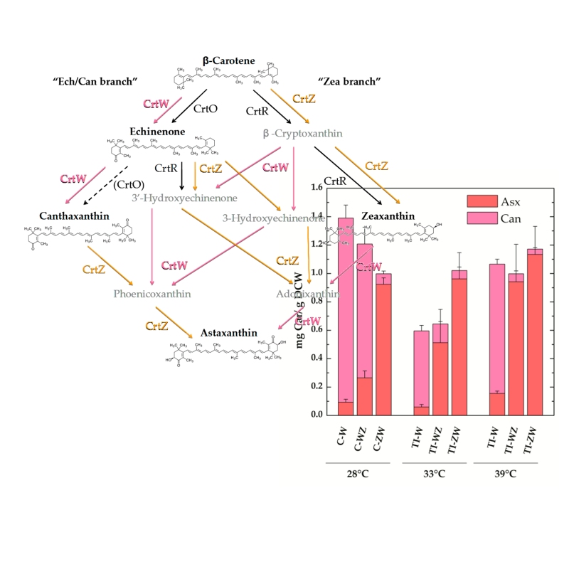 Stable Keto-Carotenoid Production