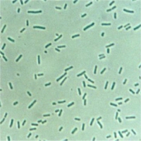 synechococcus