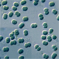 synechocystis